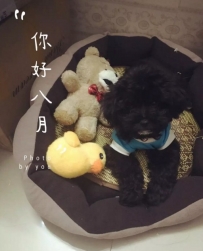 割爱卖一只黑色泰迪贵宾犬（广州市优先）