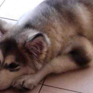 ȷ˹ѩȮ