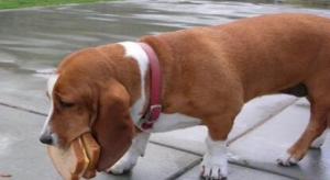 Ȯʲô