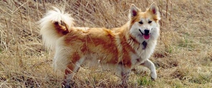 Ȯʷ