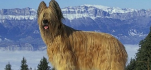 Ȯë