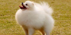 ȤⲩȮ 