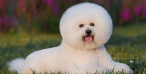 Ȯѡʳ