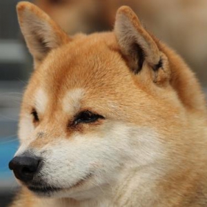 ȮҪʲô