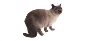 صɫëèè