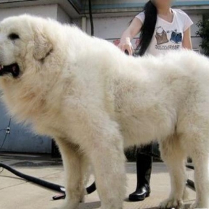 Ӽ Ȯ