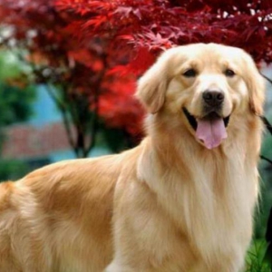 ȥƷ   ëȮô