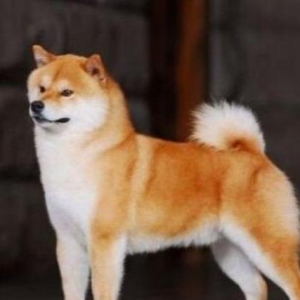ȮϵȵȮ  Ȯ