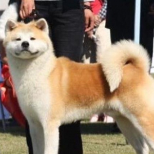 ȮԸ  ṥ