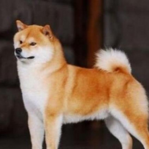 Ȯļ׻ ճ๤