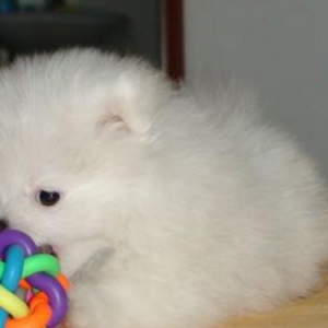 ѡС  Ȯ